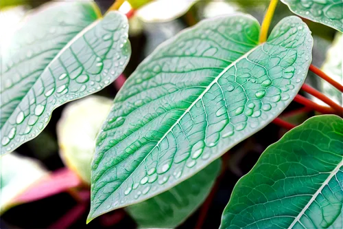 bicolor leaves,mandarin leaves,leaf veins,foliage leaf,actinidia deliciosa,leaves,thick-leaf plant,tropical leaf pattern,leaf structure,gum leaves,chinese lantern plant,bay-leaf,magnolia leaf,tropical leaf,lantern plant,fig leaf,terminalia catappa,leaf pattern,tobacco leaves,green foliage,Conceptual Art,Sci-Fi,Sci-Fi 29