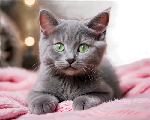 russian blue cat,european shorthair,gray cat,gray kitty,silver tabby,blue eyes cat,cat with blue eyes,jayfeather,breed cat,toxoplasmosis,cat on a blue background,cute cat,cat with eagle eyes,cat image,graystripe,british shorthair,adoptable,kittenish,pyewacket,cat's eyes,Photography,Artistic Photography,Artistic Photography 15