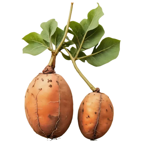 Sweet potatoes, Ñame roots, brown skin, rough texture, green vines, earthy tone, natural light, shallow depth of field, warm color tone, 3/4 composition, close-up shot, HD details.,solanum tuberosum,j