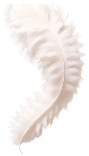 swan feather,feather,polychaete,white feather,spiny sea shell,sea shell,bird feather,volumetric,fern leaf,peace lilies,hawk feather,sandworm,ostrich feather,peace lily,pigeon feather,scaleless,acanthus,peacock feather,softspikes,fluted,Conceptual Art,Daily,Daily 05