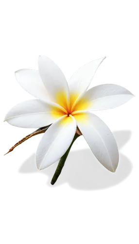 white plumeria,white water lily,white lily,zephyranthes,white flower,flower of water-lily,flowers png,lily flower,plumeria,lotus png,white cosmos,delicate white flower,white blossom,white petals,flower background,water lily flower,flower wallpaper,cape jasmine,water lily,pond flower,Conceptual Art,Oil color,Oil Color 03