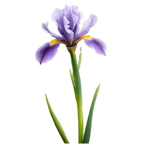 flowers png,tulipan violet,iris japonica,algerian iris,turkestan tulip,violet tulip,wild iris,iris,swamp iris,purple irises,irises,purple parrot tulip,iris versicolor,crown chakra flower,saffron crocus,flax-leaved tulip,purple crocus,cleanup,viola,purple flower,Illustration,Paper based,Paper Based 02