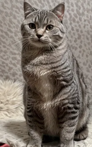 create me a realistic, life like image of an adult, british shorthair tabby with grey colours on a brown carpet that has some small debris on the carpet so it looks live in.  a brown leather sofa in t