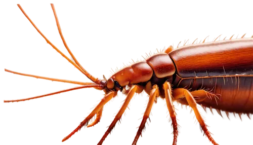 earwig,pseudoscorpions,antennal,cucaracha,carabidae,arthropod,praeger,harpalus,arthropoda,arthropods,ovipositor,caeciliidae,freshwater prawns,garrison,staphylinidae,cisticolidae,opiliones,macro extension tubes,lecithoceridae,poeciliidae,Photography,Documentary Photography,Documentary Photography 32