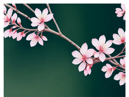 apricot flowers,plum blossoms,plum blossom,japanese magnolia,cherry blossom branch,pink magnolia,apricot blossom,saucer magnolia,magnolia flowers,peach blossom,sakura flower,sakura flowers,impala lily,almond blossom,prunus,chinese magnolia,flowers png,almond blossoms,cherry branches,pink cherry blossom,Illustration,American Style,American Style 12