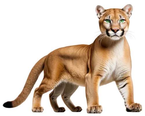 tiger png,bengalensis,felidae,panthera leo,tigon,bolliger,sumatrana,cheetor,bengal tiger,fossa,smilodon,liger,tigar,white bengal tiger,haefliger,royal bengal,great puma,harimau,bengal,tigor,Art,Artistic Painting,Artistic Painting 20