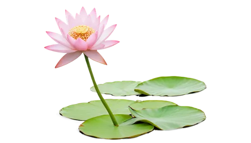 lotus on pond,pink water lily,pond lily,water lily flower,water lily,blooming lotus,lotus flowers,lotus flower,flower of water-lily,pink water lilies,water lotus,pond flower,waterlily,lotus blossom,lotus ffflower,water lilly,lotus leaf,large water lily,lotus pond,lotus plants,Photography,Fashion Photography,Fashion Photography 24