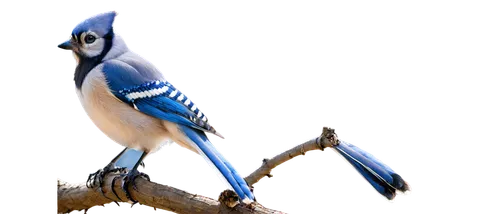 blue jay,bluejay,blue jays,titmouse,bird png,western bluebird,male bluebird,eastern bluebird,bird on branch,northern grey shrike,scrub jay,twitter bird,eurasian jay,bluebird female,beautiful bird,alcedo atthis,lazuli bunting,bird on tree,shrike,piciformes,Conceptual Art,Sci-Fi,Sci-Fi 17