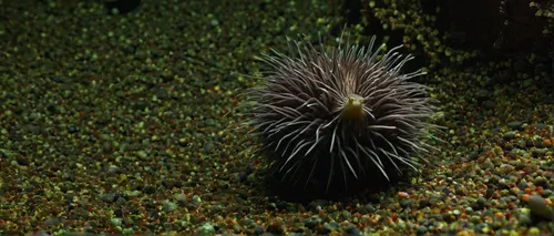 sea-urchin,sea urchin,urchin,porcupine fishes,poecile montanus,anemone apennina,pterois,dendroaspis polylepis,amur hedgehog,dryadula phaetusa,potamochoerus porcus,anas platyrhynchos,malurus cyaneus,leptidea sinapis,ammodytes hexapterus,zosterops japonicus,aptenodytes forsteri,sea urchins,arothron nigropunctatus,tube anemone,Art,Classical Oil Painting,Classical Oil Painting 24