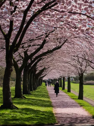 cherry blossom tree-lined avenue,sakura trees,japanese cherry trees,cherry trees,the cherry blossoms,japanese sakura background,sakura tree,cherry blossoms,cherry blossom festival,magnolia trees,cherry blossom tree,blooming trees,sakura blossom,cherry blossom,japanese cherry blossoms,sakura blossoms,cherry petals,spring blossoms,takato cherry blossoms,sakura cherry tree,Photography,Fashion Photography,Fashion Photography 07