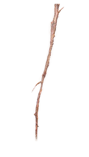 sinew,elongata,dictyostelium,cherry blossom branch,aponogeton,opisthobranch,caloptilia,petiole,pipefishes,elegans,dicksonia,spines,cytoskeletal,spermatozoa,cherry twig,vastola,hyphae,arteriole,spermatogonia,walkingstick,Photography,Fashion Photography,Fashion Photography 13