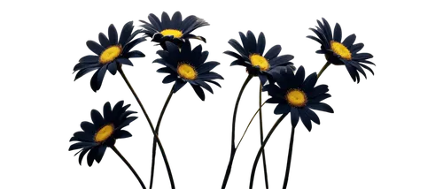 irises,flowers png,gentians,dutch iris,blue daisies,iridaceae,swamp iris,gentiana,chionodes,black and dandelion,rudbeckia,black salsify,blue flowers,crepis,dwarf iris,wild iris,crocuses,purple irises,blue petals,twin flowers,Conceptual Art,Sci-Fi,Sci-Fi 16