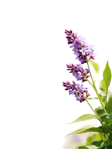 Lilac flowers, blooming, purple petals, green stems, soft focus, panoramic view, rolling hills, sunny day, warm light, shallow depth of field, cinematic composition, gentle breeze, delicate texture.,l