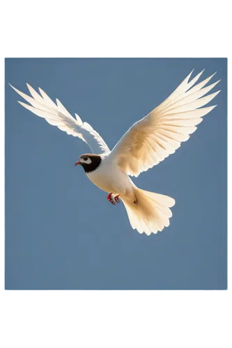 fairy tern,flying tern,tern flying,silver tern,sandwich tern,tern bird,black tern,tern,flying common tern,dove of peace,whiskered tern,royal tern,arctic tern,river tern,black-winged kite,common tern,little tern,bird in flight,tropicbird,bird flying,Art,Artistic Painting,Artistic Painting 30