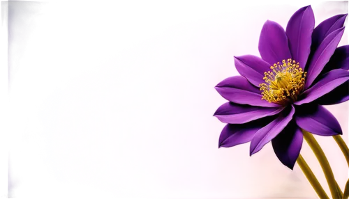 purple daisy,purple chrysanthemum,purple flower,african daisy,purple anemone,purple dahlia,violet chrysanthemum,anemone purple floral,flower purple,flower background,crown chakra flower,south african daisy,chrysanthemum background,two-tone flower,dahlia purple,blue anemone,garden anemone,fall anemone,purple dahlias,anemonin,Art,Artistic Painting,Artistic Painting 20