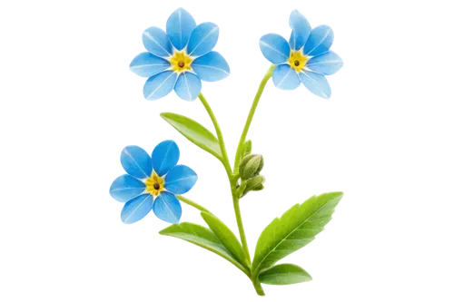 flowers png,alpine forget-me-not,dayflower,forget-me-nots,forget-me-not,myosotis,mountain bluets,dayflower family,blue flowers,linum bienne,blue flower,blue daisies,blue flax,forget me nots,linum,anemone blanda,flower background,himilayan blue poppy,minimalist flowers,gentian,Art,Classical Oil Painting,Classical Oil Painting 38