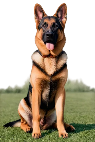 german shepherd dog,german shepherd,french bulldog,alsatian,mixed breed dog,a police dog,dog pure-breed,satian,dog photography,alsatians,schutzhund,cute puppy,malinois,belgian shepherd dog,mwd,dog breed,the french bulldog,gsd,hungarian pointing dog,french bulldog blue,Conceptual Art,Daily,Daily 11