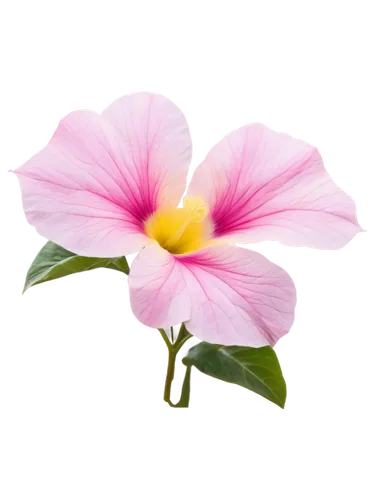 Delicate transparent petunia, pastel pink petals, yellow center, soft gentle curves, thin stems, leaves with subtle veins, morning dew, soft natural light, 3/4 composition, shallow depth of field, war