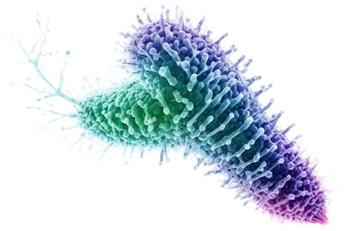 Microscope, cellular structure, telophase stage, chromosomes separate, nuclear envelope reforming, chromatin condensation, brightfield microscopy, high magnification, shallow depth of field, soft ligh