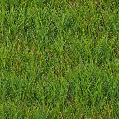 block of grass,zoysia,grass,gras,grass grasses,paspalum,cordgrass,grass blades,green wallpaper,grass fronds,green grass,long grass,lawn,wheat grass,grassman,grasslike,wheat germ grass,blades of grass,grassy,brick grass,Illustration,Abstract Fantasy,Abstract Fantasy 10