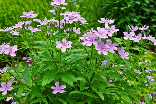 Discover the calming effects of soapwort in a peaceful garden setting.,cosmea bipinnata,garden phlox,pink cosmea,common soapwort,soapwort,cardamine pratensis,epilobium angustifolium,anemone nemorosa,g