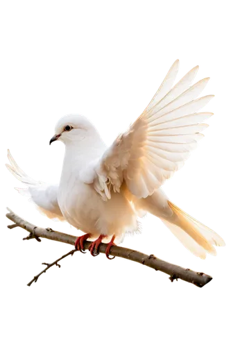 dove of peace,white dove,bird png,peace dove,royal tern,doves of peace,collared dove,beautiful dove,flying tern,turtledove,fairy tern,tern bird,ring-billed gull,white pigeon,dove,arctic tern,short-billed corella,tern,forster s tern,white pigeons,Illustration,Realistic Fantasy,Realistic Fantasy 09