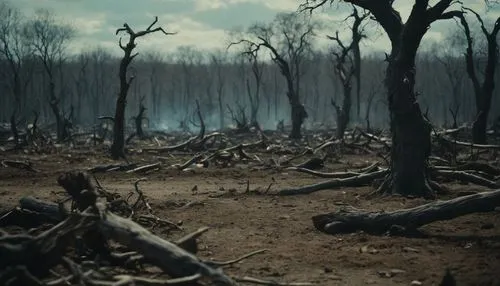 deforested,scorched earth,dead wood,post-apocalyptic landscape,swampy landscape,ghost forest,desolation,deciduous forest,haunted forest,the forest fell,the forest,burned land,deforestation,environmental destruction,woodland,the forests,forest floor,copse,forest dark,forest fire,Photography,General,Cinematic