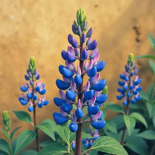 Close-up of a blue and purple lupine flower spike against a blurred earthy background.,flowers with purple and blue flowers with green leaves,lupinus,lupins,lupines,lupine,blue bonnet,bluebonnet