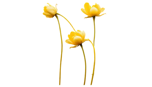 flowers png,tulip background,yellow tulips,yellow rose background,tulipa,tulips,minimalist flowers,two tulips,flower wallpaper,tulip flowers,flower background,gold flower,yellow orange tulip,liliaceae,tulipe,tulip,daff,schiferli,flower gold,golden flowers,Conceptual Art,Sci-Fi,Sci-Fi 19