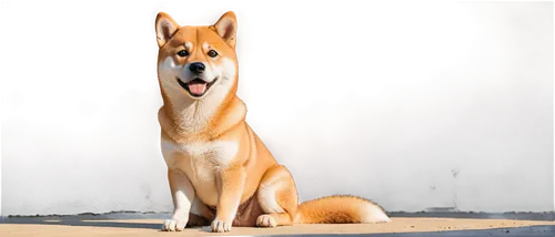 basenji,shiba,shiba inu,ein,inu,shibe,jindo,shib,dhole,dingo,hachiko,shikotan,akita,dingos,canid,dingoes,kishu,garrison,uchishiba,shibu,Illustration,Vector,Vector 07