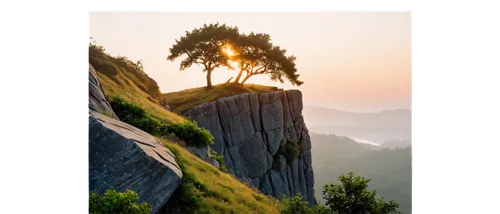 Steep cliff, rugged rocks, greenery overgrown, misty atmosphere, solitary tree on edge, dramatic sunset, golden lighting, 3/4 composition, low-angle shot, cinematic mood, realistic texture, detailed s