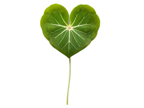 Three-leafed shamrock, green leaves, heart-shaped leaflets, white flowers, delicate stems, natural texture, soft focus, warm lighting, shallow depth of field, 3/4 composition, Irish symbol, symbolic m