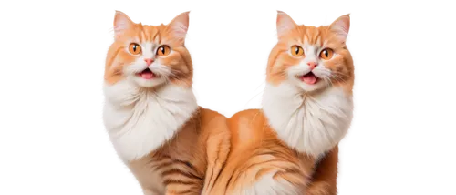 cat vector,red tabby,cat image,funny cat,on a transparent background,emogi,cat tongue,ginger cat,transparent background,cat,meowing,clipart,my clipart,transparent image,polydactyl cat,hanging cat,the cat and the,mow,breed cat,red whiskered bulbull,Art,Classical Oil Painting,Classical Oil Painting 20