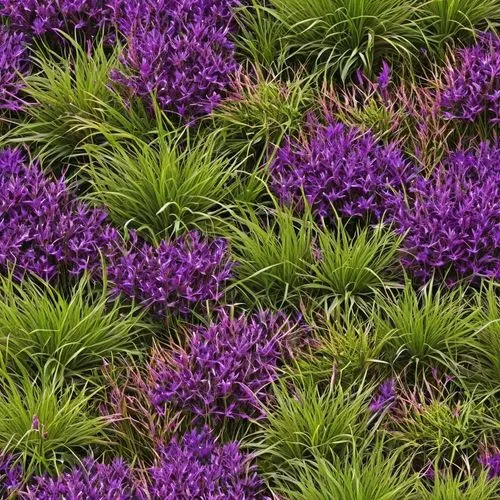 seamless multi colored purple grass  ground texture,wall,lavandula,lavander,purple wallpaper,ground cover,defends,lavender flowers,purple flowers,defend,wavelength,verbena,navarretia,senetti,lavendar,