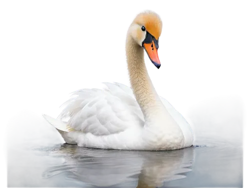 trumpeter swan,tundra swan,mute swan,white pelican,eastern white pelican,trumpeter swans,cygnet,swan on the lake,young swan,great white pelican,swan cub,swan,trumpet of the swan,white swan,canadian swans,greater flamingo,fujian white crane,swans,grey neck king crane,swan lake,Illustration,Japanese style,Japanese Style 11