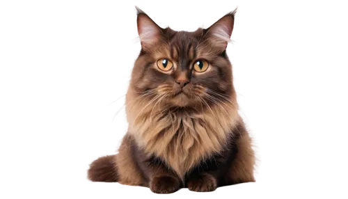 british longhair cat,brambleclaw,abyssinian cat,maincoon,abyssinian,siberian cat,cat vector,abyssinians,breed cat,ravenpaw,tigerstar,thunderclan,felidae,graystripe,cat image,bubastis,cat portrait,windclan,cartoon cat,portrait background,Photography,Documentary Photography,Documentary Photography 34