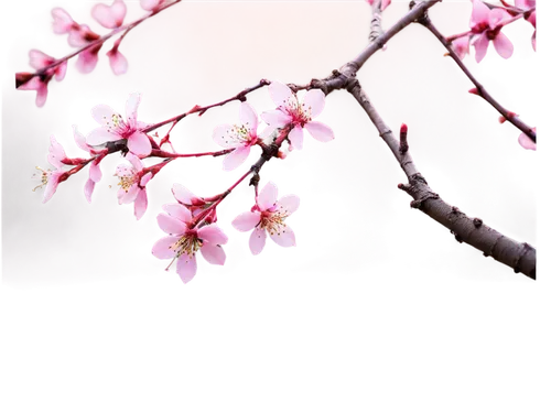 cherry blossom branch,plum blossoms,plum blossom,sakura cherry tree,japanese sakura background,sakura tree,the plum flower,japanese cherry blossom,apricot blossom,cherry blossom tree,sakura branch,pink cherry blossom,cherry branches,plum tree,japanese cherry blossoms,spring blossom,spring background,sakura flower,cherry tree,cherry blossom,Illustration,American Style,American Style 12