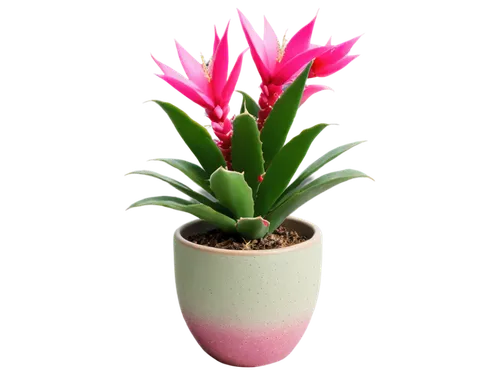 bromelia,bromeliad,pitaya,bromeliaceae,crenate orchid cactus,pink hyacinth,potted plant,coral aloe,night-blooming cactus,terracotta flower pot,billbergia pyramidalis,adenium,large-flowered cactus,flowers png,kawaii cactus,spectabilis,pitahaya,fishbone cactus,flowerpot,san pedro cactus,Photography,Documentary Photography,Documentary Photography 13