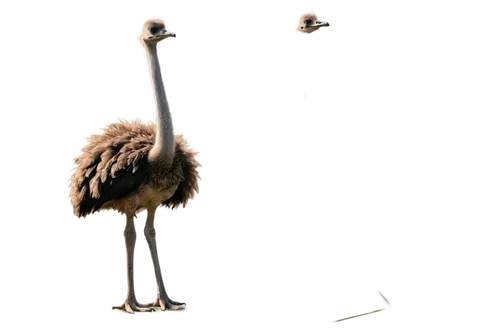 ostrich,ostriches,grey neck king crane,ostrich farm,crane-like bird,emu,storks,cranes,bird couple,flamingo couple,two flamingo,greater flamingo,white-naped crane,bird png,baby stork,greater rhea,crane,stork,anthropomorphized animals,flightless,Illustration,Paper based,Paper Based 06