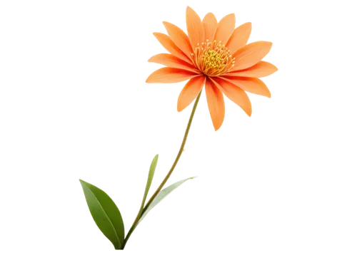 orange flower,flower background,flower wallpaper,flowers png,gerbera flower,chrysanthemum background,calenduleae,calendula flower,calendula,flame flower,orange lily,single flower,decorative flower,two-tone flower,flower illustrative,bicolored flower,orange dahlia,orange marigold,orange flowers,paper flower background,Photography,Black and white photography,Black and White Photography 13