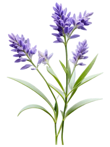 flowers png,fernleaf lavender,lavandula,egyptian lavender,striped squill,the lavender flower,agapanthus,lavendar,cyanus cornflower,lavender flower,muscari armeniacum,french lavender,lavandula dentata,english lavender,lavender oil,lavender flowers,grape-hyacinth,illustration of the flowers,india hyacinth,flower illustration,Unique,Design,Blueprint