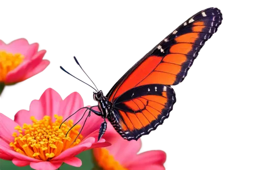 butterfly background,butterfly on a flower,butterfly isolated,orange butterfly,monarch butterfly,butterfly vector,butterfly floral,red butterfly,collecting nectar,isolated butterfly,flower background,flower nectar,pink butterfly,butterfly,passion butterfly,pollinator,butterfly clip art,transparent background,pollination,flower wallpaper,Photography,Black and white photography,Black and White Photography 09