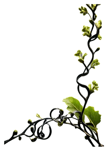 vine tendrils,wrought iron,floral silhouette wreath,bookmark with flowers,flowering vines,ivy frame,tendril,branching,rose branch,branched,branch,apple blossom branch,currant branch,flourishing tree,ikebana,cherry blossom branch,tree branch,grape vine,grape vines,branches,Photography,General,Natural