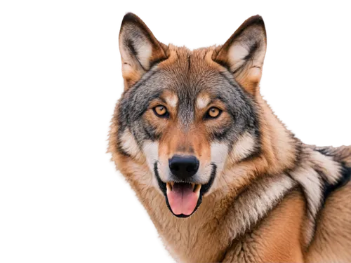 european wolf,aleu,graywolf,wolfdog,german shepherd dog,canidae,canis lupus,gray wolf,canid,alsatians,malamute,elkhound,wellard,wolstein,old german shepherd dog,ein,lobito,tervuren,husky,wolffian,Illustration,Vector,Vector 04