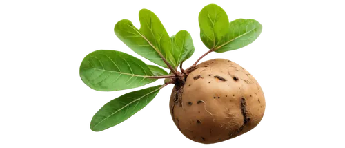 Brown potato, solo, rough skin, irregular shape, green leaves, roots visible, earthy texture, natural lighting, 3/4 composition, shallow depth of field, warm color tone.,russet burbank potato,rock pea