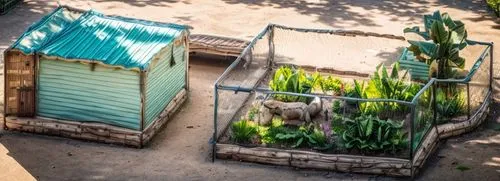 A zoo area in summer. ,roof garden,garden buildings,popeye village,balcony garden,marrakech,poison plant in 2018,grass roof,bamboo plants,vegetable garden,waste water system,animal zoo,village life,es