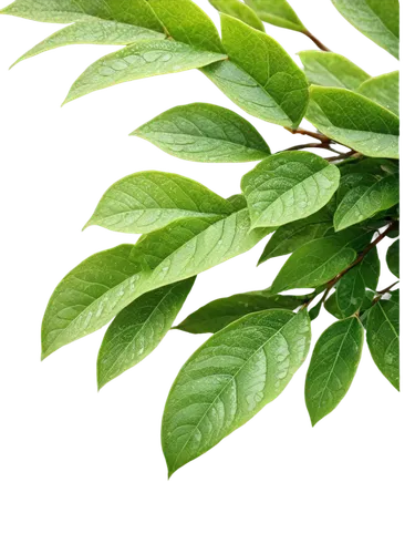 green wallpaper,spring leaf background,green leaves,green background,leaf background,nettle leaves,leaf green,green leaf,mint leaf,green foliage,fern leaf,gum leaves,aaaa,leaf fern,menthe,tree leaves,young leaves,leaves,intensely green hornbeam wallpaper,foliage leaf,Photography,Documentary Photography,Documentary Photography 17