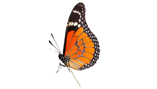 euphydryas,viceroy (butterfly),heliconius hecale,coenonympha tullia,white admiral or red spotted purple,vanessa atalanta,butterfly vector,coenonympha,scotch argus,brush-footed butterfly,hesperia (butterfly),melitaea,orange butterfly,polygonia,butterfly isolated,butterfly clip art,limenitis,gulf fritillary,vanessa (butterfly),lycaena phlaeas,Art,Classical Oil Painting,Classical Oil Painting 31