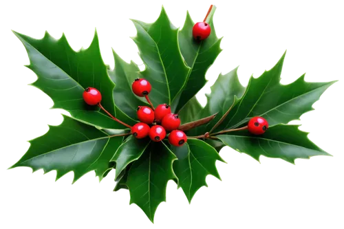 Holly berries, Christmas theme, bright red berries, green leaves, glossy texture, detailed branches, festive atmosphere, soft lighting, macro shot, shallow depth of field, vibrant color tone, warm com