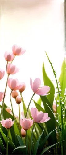 flower background,pink tulips,pink floral background,spring background,pink periwinkles,floral digital background,tulip background,cyclamen,flowers png,spring leaf background,calla lilies,pink lisianthus,pink flowers,pink petals,doves lily of the valley,lily of the valley,floral background,springtime background,pink clover,lily of the field,Unique,Paper Cuts,Paper Cuts 10